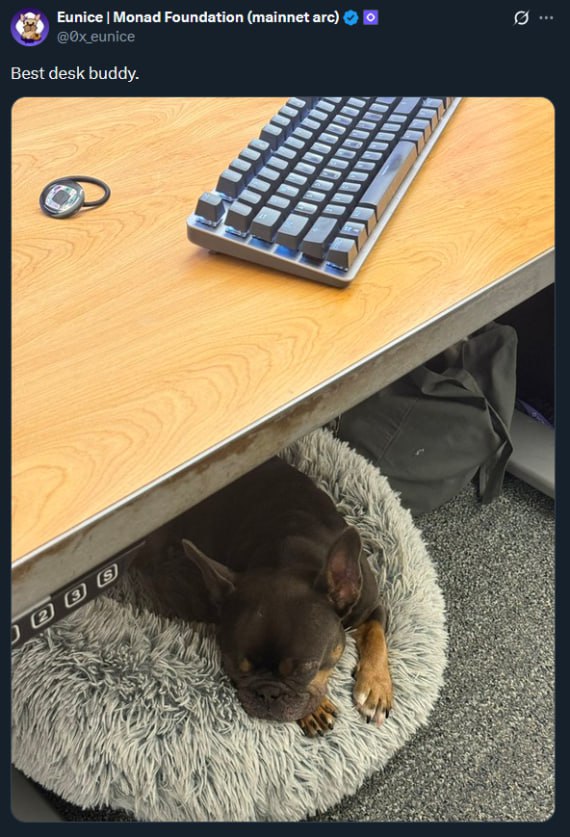 Anago at desk as best desk buddy